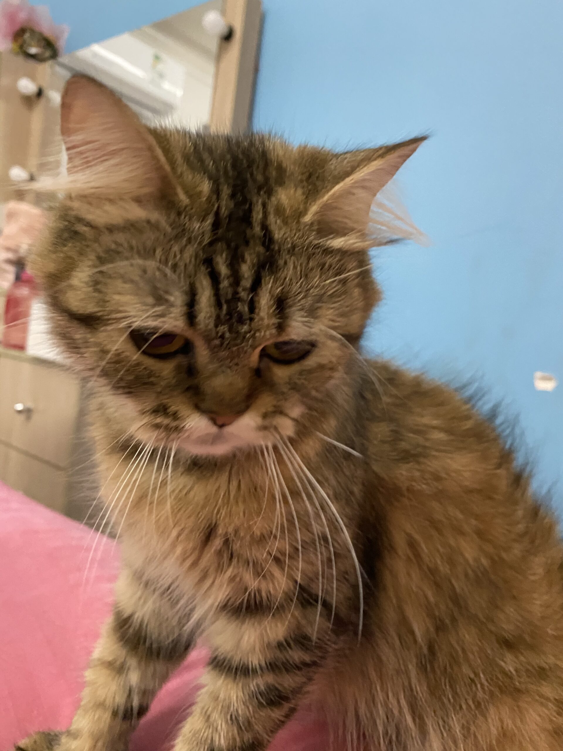 قطه للتبني لعوبه و تسمع الكلام