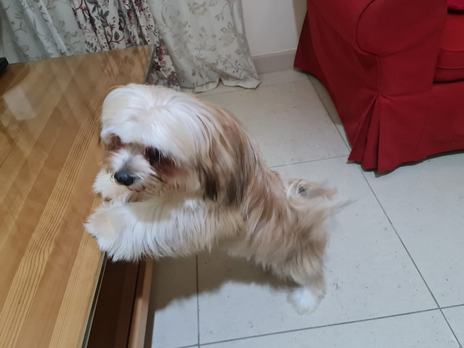 ليكسي للتبني