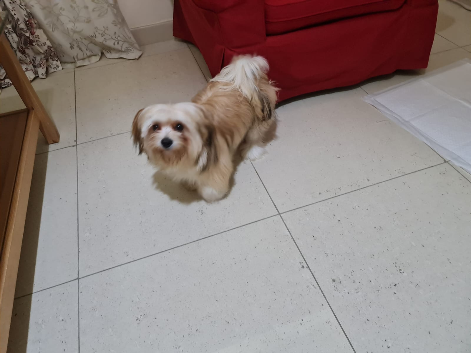 ليكسي للتبني