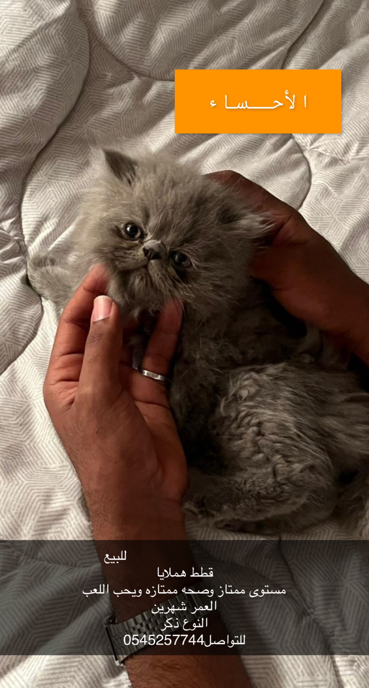 قطط هملايا للبيع ذكر وانثى العمر شهرين،والام العمر سنه(الموقع الاحساء) معهم قفص كبير واغراضهم كامله