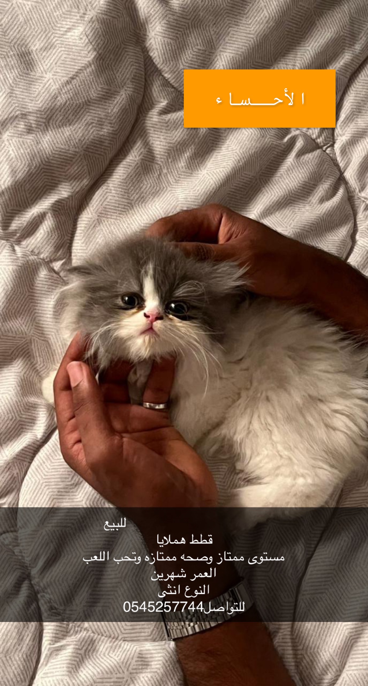 قطط هملايا للبيع ذكر وانثى العمر شهرين،والام العمر سنه(الموقع الاحساء) معهم قفص كبير واغراضهم كامله