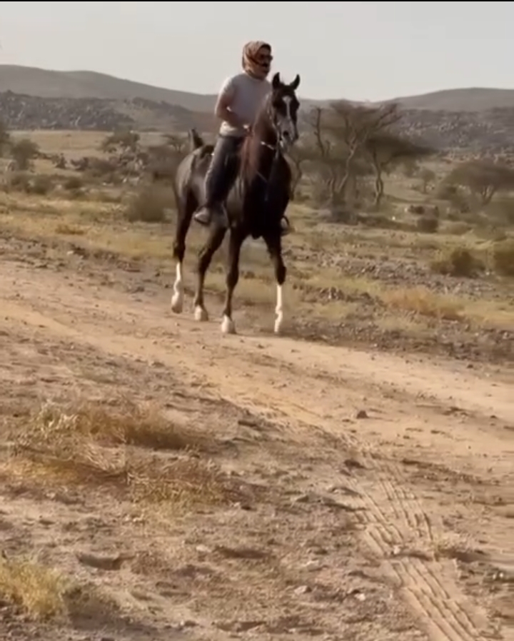♦️شجاع المشعلية حصان خط جمال 🔥♦️