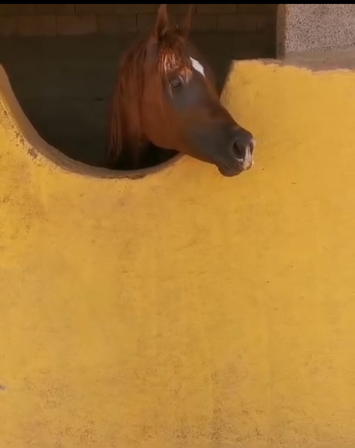 ♦️ناجي الثاني فحل مربط خط جمال🔥♦️