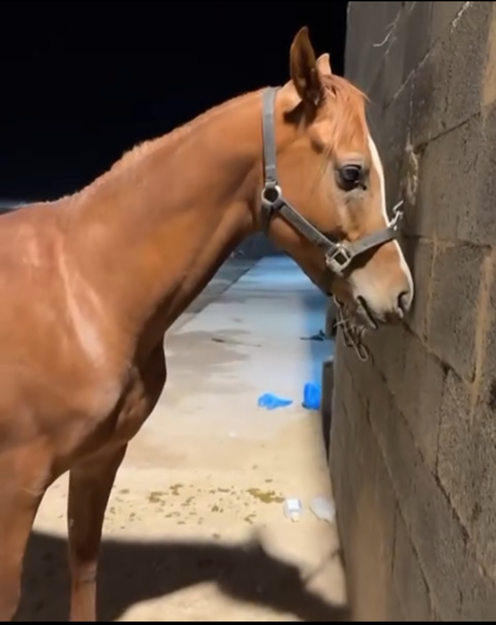 ♦️حصان رعد النبيلة خط جمال🔥♦️