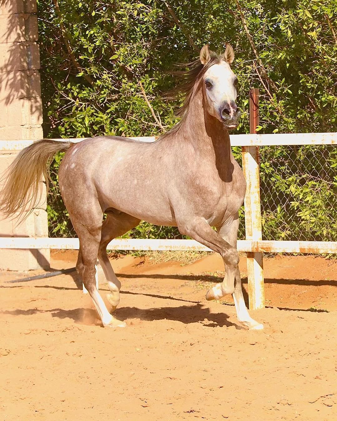 -خط-جمال-فاخر-مزاد-فواخر-الخيل-الالكترونى-لتسويق-الخيل-0559853056-.☑بن-مروان-الماجنفيكو-الام-نرجس-الرابعة-حفيدة-دبليو-اتش-جيستس-العمر-