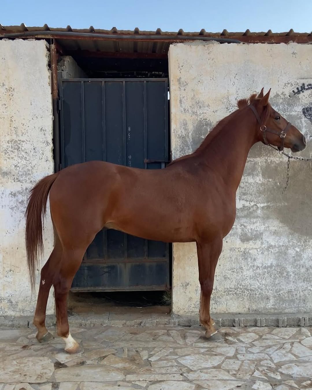 -خط-سررررعة-مزاد-فواخر-الخيل-الالكترونى-لتسويق-الخيل-0559853056-☑-.لأب-نكست-السكبي-الأم-شيهانه-الزاملية-بنت-الصقر-اخت-البطل-خالد-الزامل