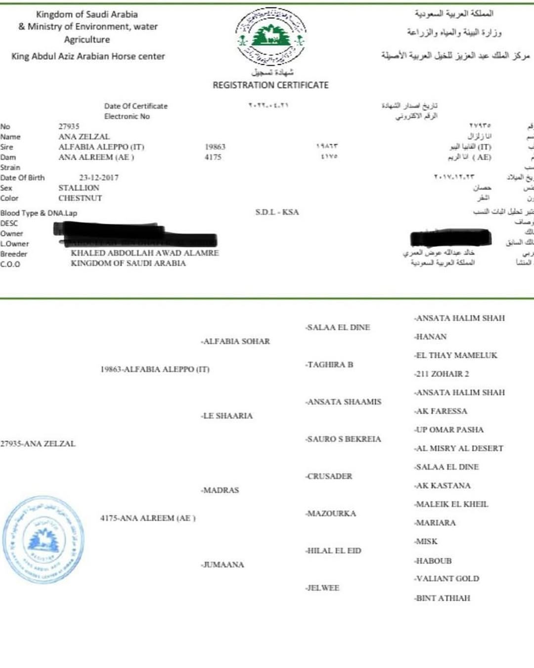 ♦️زلزال حصان فحل مربط 🔥♦️