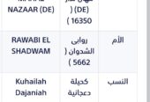 ♦️ناجي الثاني فحل مربط خط جمال🔥♦️