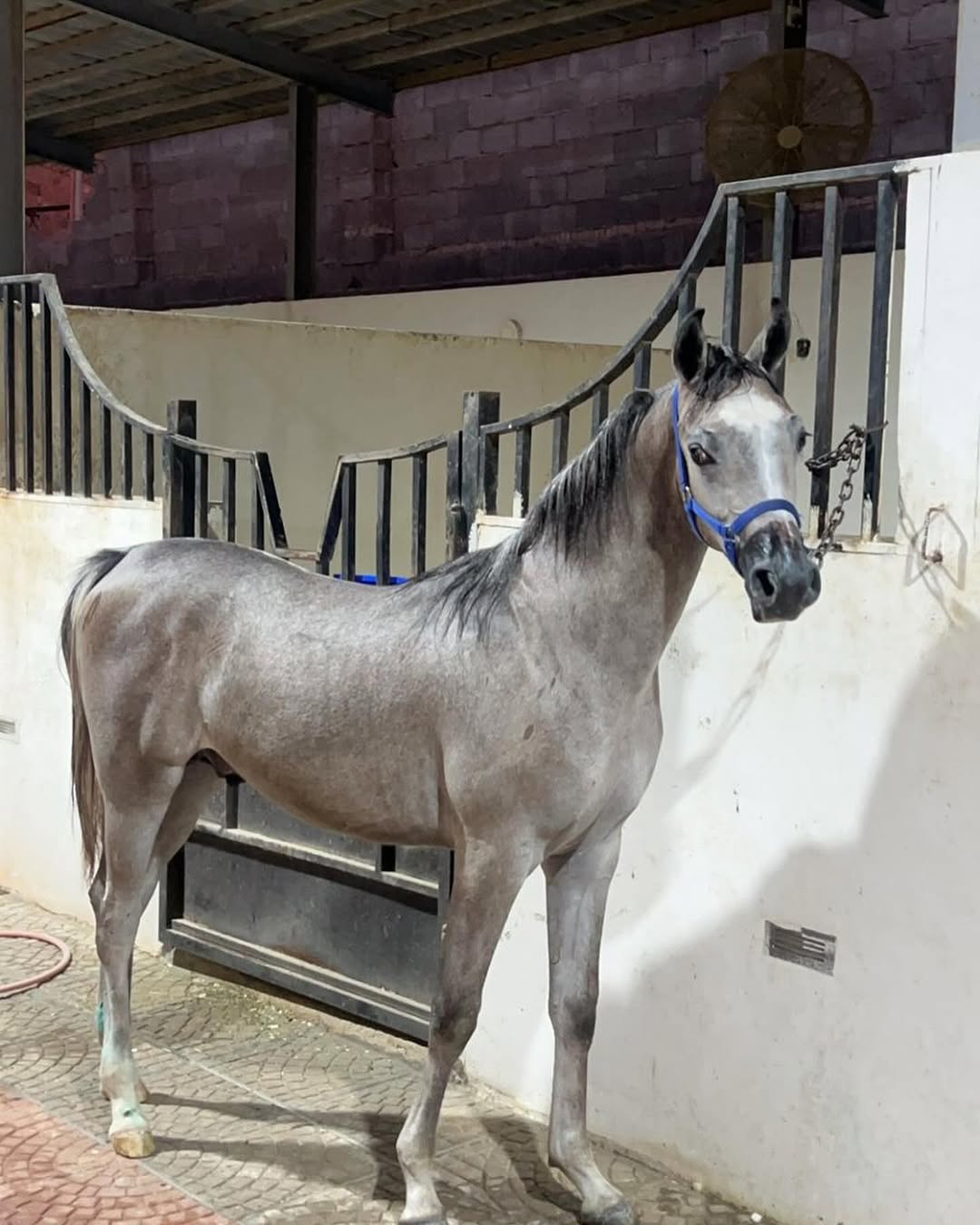 -خط-جمال-مزاد-فواخر-الخيل-الالكترونى-لتسويق-الخيل-0559853056-☑-الن.ول-فخر-المشعل-حفيد-شنقهاي-والأم-فرس-قويه-مستوردة-من-امريكا-باختصار-مه-1